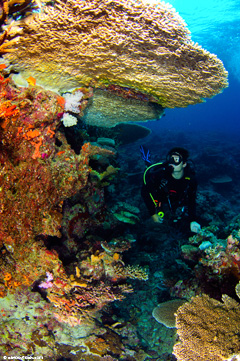 Extravagant soft corals and reef fish bring divers from around the world to Fiji's Rainbow Reef.